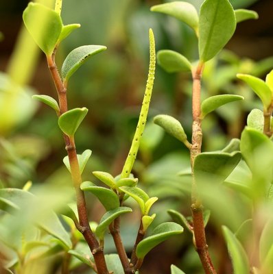 Peperomia fernandeziana 2984-1; Piperaceae (1).jpg