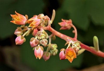 Cremneria ´Expatriata´ 1992-2-4068-1; Crassulaceae (2).jpg