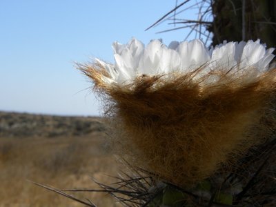 DSCN9632.JPG (141.35 KiB) 12408 mal betrachtet Eulychnia breviflora RB2142 - 5 km nördlich Quebrada Honda