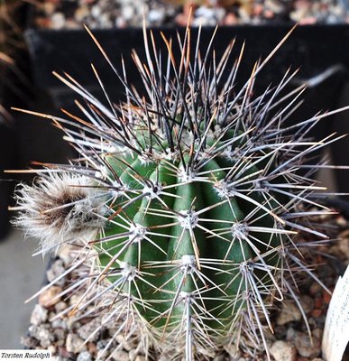 ähnelt einer kleinen Carnegiea gigantea