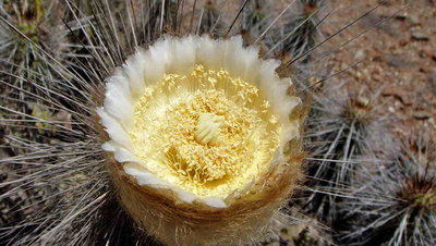 E_breiflora.JPG