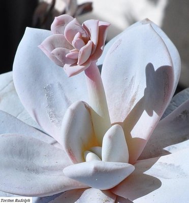 Echeveria laui (2).JPG