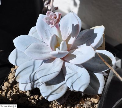 Echeveria laui.JPG