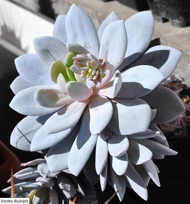 Echeveria laui (3).JPG