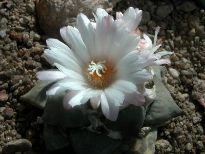 Ariocarpus retusus 800x600.jpg