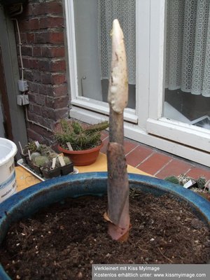 Amorphophallus konjac_klein.jpg