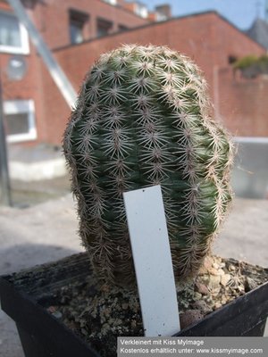 Echinocereus ctenoides_klein.jpg