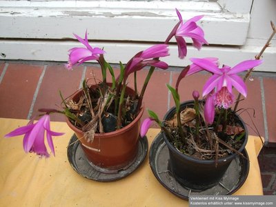 Pleione Gruppenbild_klein.jpg