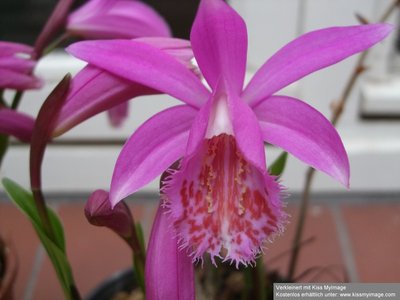 Pleione Blüte 1_klein.jpg