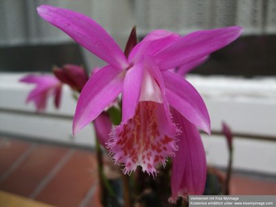 Pleione Blüte 2_klein.jpg