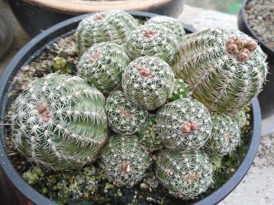 Gymnocalycium bruchii I