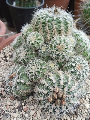 Gymnocalycium bruchii II