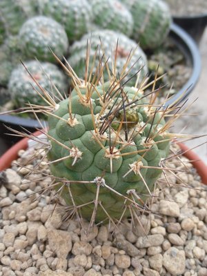 Wigginsia pygmaea 2016-1.JPG (209.74 KiB) 10872 mal betrachtet Weingartia pygmaea