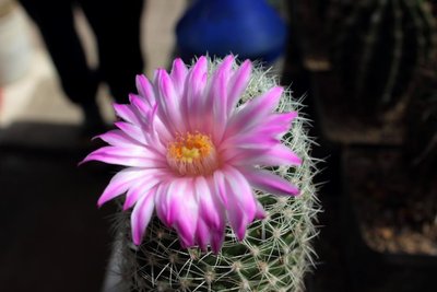 Mammillaria napina