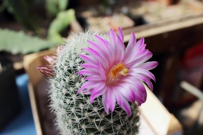 Mammillaria napina