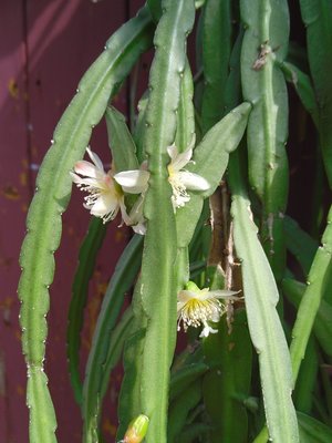 Lepismium bolivianum 2016-1.JPG