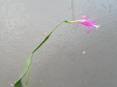 Disocactus biformis 2016-2.JPG