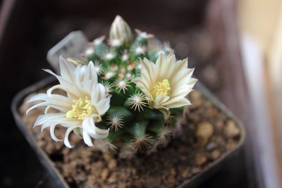Porfiria coahuilensis