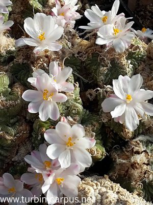 Aztekium ritteri