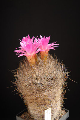 Eriosyce senilis (Np. multicolor) 2012 Mai03.jpg