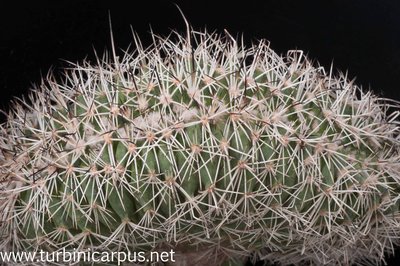 Turbinicarpus horripilus ssp. horripilus Cristate