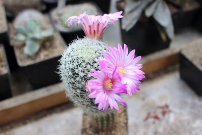 Mammillaria napina