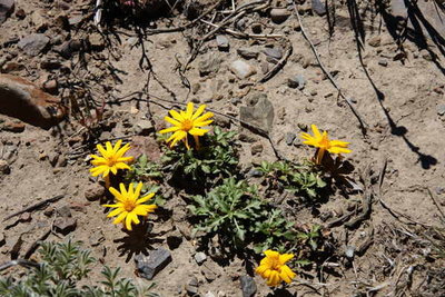 Mutisia_retrorsa.jpg (54.08 KiB) 12055 mal betrachtet Mutisia retrorsa