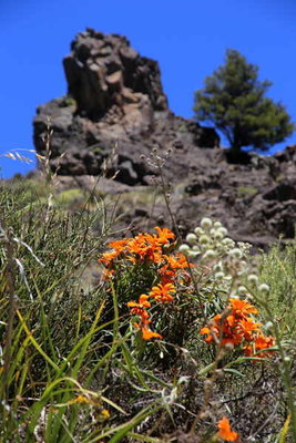 Mutisia_decurrens.jpg (40.39 KiB) 12051 mal betrachtet Mutisia decurrens