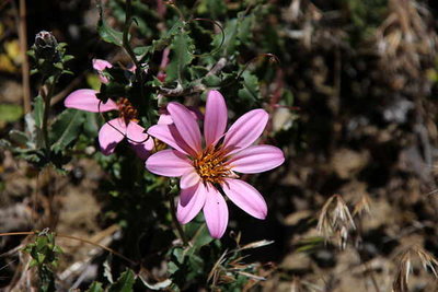 Mutisia_spinosa.jpg (30.48 KiB) 12598 mal betrachtet Mutisia spinosa
