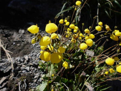 Calceolaria_filicaulis.jpg