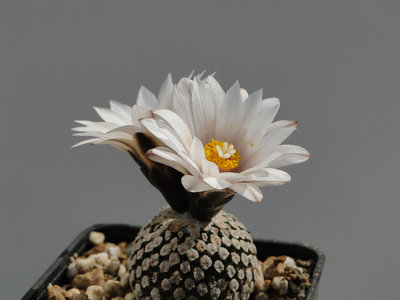 Turbinicarpus valdezianus v. albiflorus 2012 April19.jpg