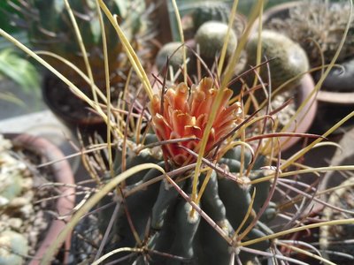 Glandulicactus uncinatus 2016-2.JPG