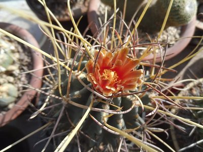 Glandulicactus uncinatus 2016-3.JPG