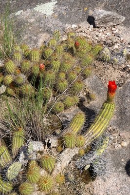 Lobivia huascha rubriflora RB3085 - 7 km nordwestl. Anquincila, Catamarca 1247m