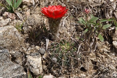Lobivia aurea dobeana RB3086 - Sierra de Ancasti, nordwestl. Anquincila, Catamarca 1400m