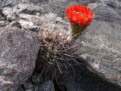 DSC03032.JPG (161.71 KiB) 10377 mal betrachtet Lobivia aurea dobeana RB3091 - Cuesta de Portezuelo, Catamarca 1610m