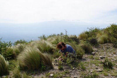Gymnocalycium baldianum RB3088 - Sierra de Ancasti, Los Portones, Catamarca 1520m