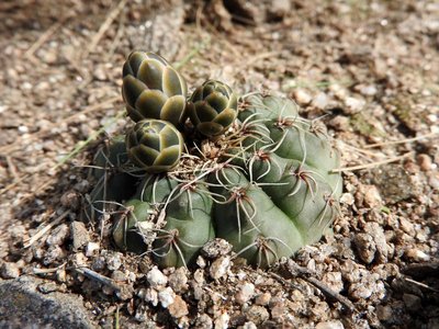Gymnocalycium baldianum RB3088 - Sierra de Ancasti, Los Portones, Catamarca 1520m