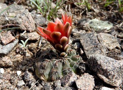 Gymnocalycium baldianum RB3089 - Sierra de Ancasti, Los Morteros, Catamarca 1598m