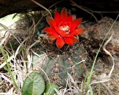 DSCN1284.JPG (153.07 KiB) 10377 mal betrachtet Gymnocalycium baldianum RB3089 - Sierra de Ancasti, Los Morteros, Catamarca 1598m