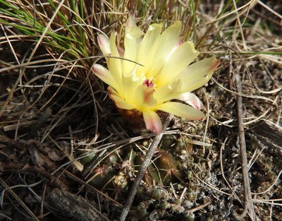 Notocactus submammulosus RB3090 - Sierra de Ancasti, Los Morteros, Catamarca 1598m