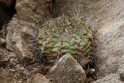DSC03035.JPG (168.43 KiB) 10377 mal betrachtet Gymnocalycium nigriareolatum RB3092 - Cuesta de Portezuelo, Catamarca 1560m