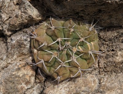 Gymnocalycium nigriareolatum RB3092 - Cuesta de Portezuelo, Catamarca 1560m