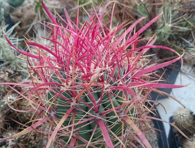 DSC_4094.JPG (247.85 KiB) 11038 mal betrachtet F. gracilis