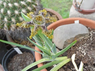 Ferraria crispa 2016-3.JPG