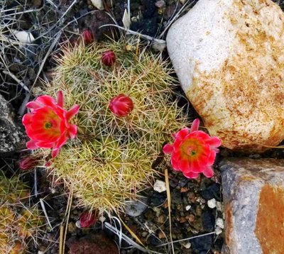 Echinocereus coccineus ssp rosei.jpg