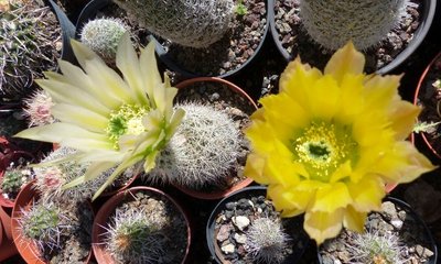 Echinocereus dasyacanthus, Blüten (640x384).jpg