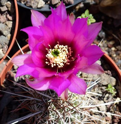 Echinocereus engelmanii v. chrysocenrus.jpg