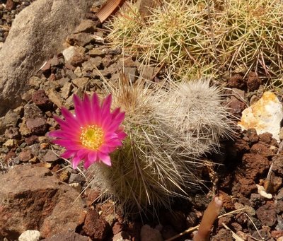 echinocereus longisetus , Rayones (800x681).jpg