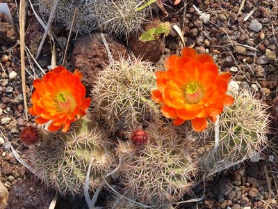 Echinocereus melanacantha, Blüten (800x600).jpg